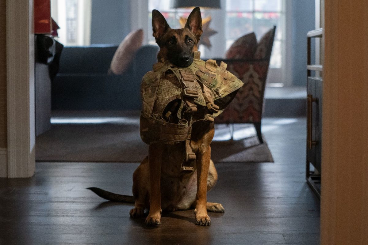 DOG