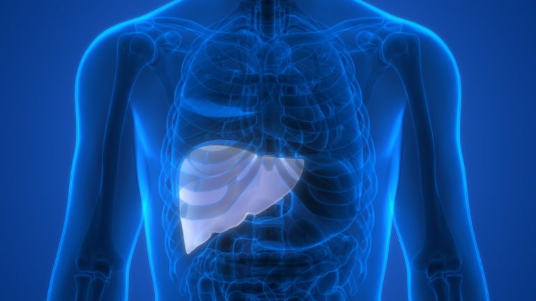 Human Internal Digestive Organ Liver Anatomy