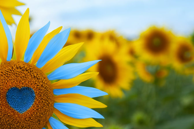 Sunflower with blue heart shaped center, yellow and blue petals. National flag colors. Love Ukraine concept