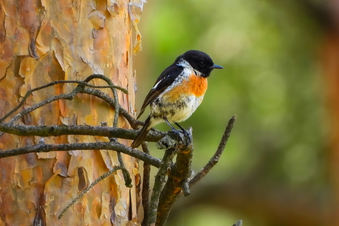 Pŕhľaviar čiernohlavý