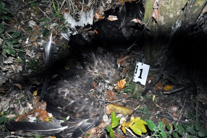 Uhynuté orliaky morské, dravce