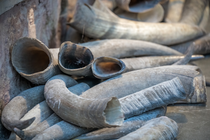 Neoprávnene kupovali spracovaný kel slona afrického slonie kly slonovina