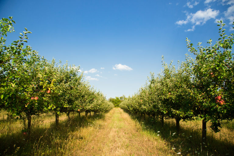 Organic Apple orchard