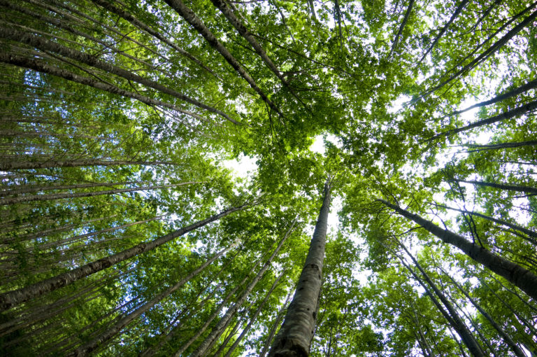 Reforestation trees