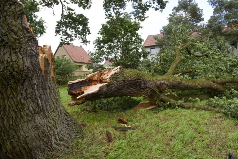 Búrka, strom