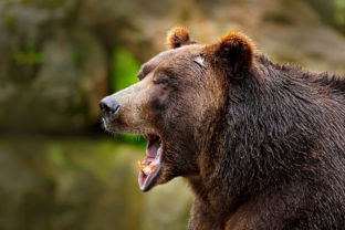 Medved hnedy napadnutie cloveka utok