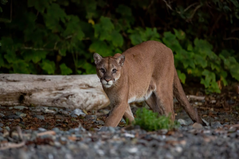 Puma