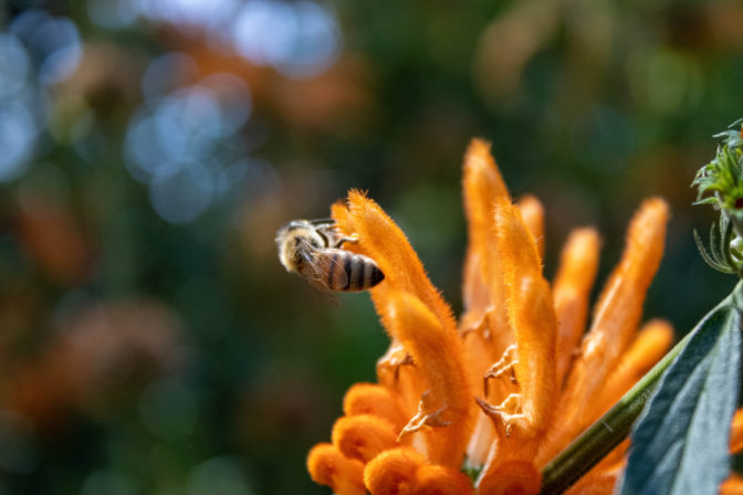 Opeľovače Množstvo a zdravie zmena klímy biodiverzita