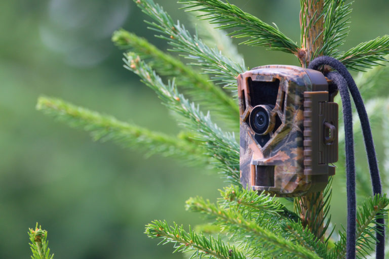 Camouflage,Wildlife,Camera,Trap,On,The,Tree