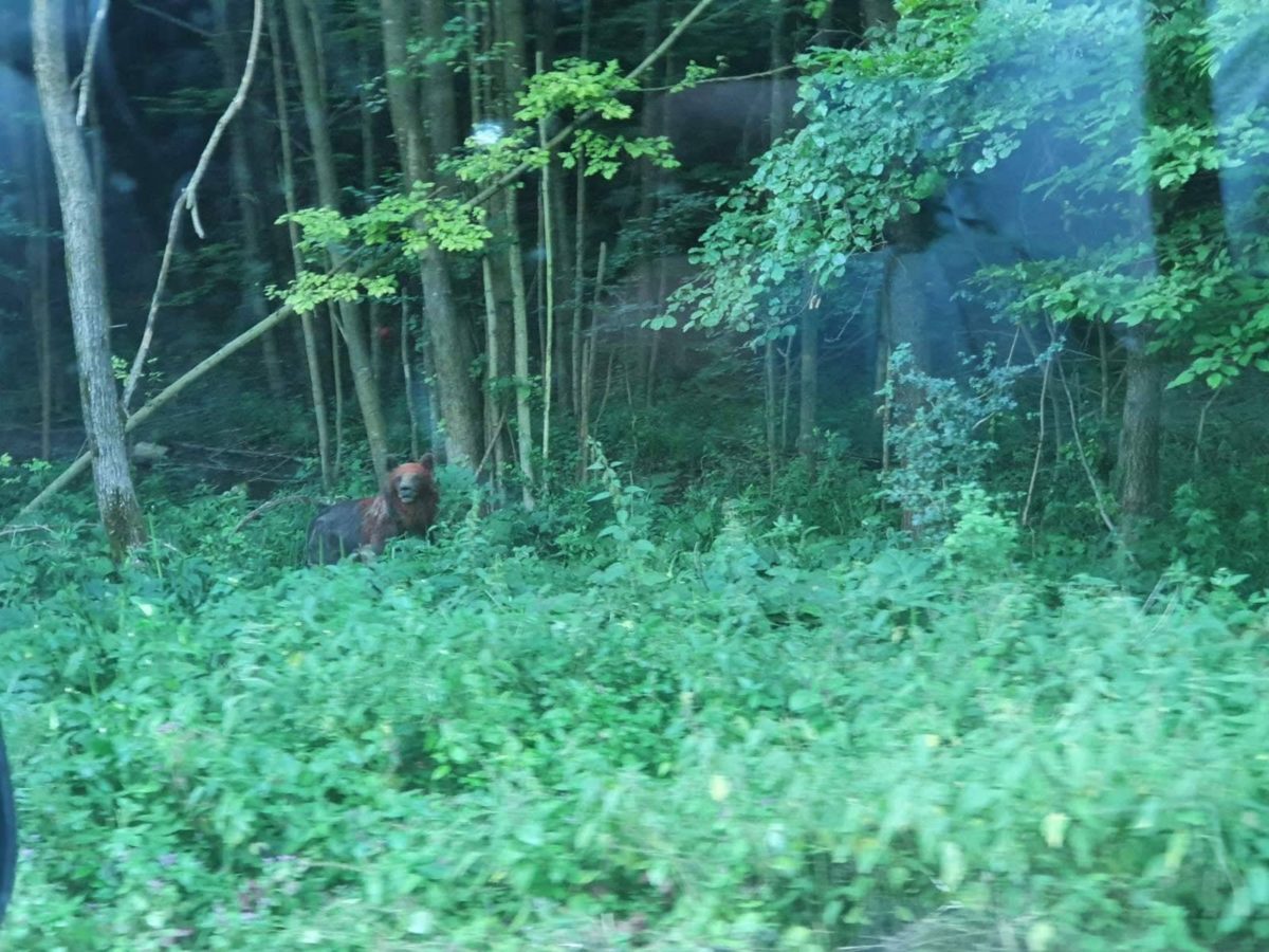 Medveď, medvedica