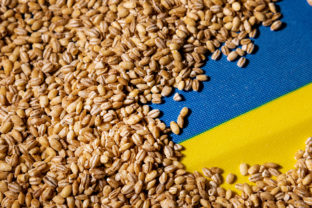 Vojna na ukrajine psenica obilie vývoz