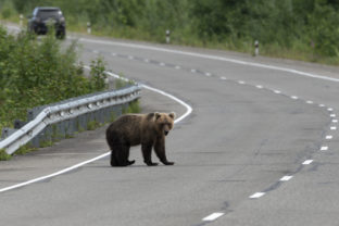Medveď na ceste