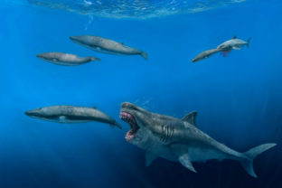 This illustration provided by J. J. Giraldo depicts a 16-meter (52-foot) Otodus megalodon shark predating on an 8-meter (26-foot) Balaenoptera whale in the Pliocene epoch, between 5.4 to 2.4 million years ago. At background right, a 4-meter (13-foot) Carcharodon shark seizes a 2.5-meter (8-foot) juvenile of the whale pod. The giant megalodon shark that roamed the oceans millions of years ago could have devoured a creature the size of a killer whale in just five bites, according to a study published Wednesday, Aug. 17, 2022, in the journal Science Advance