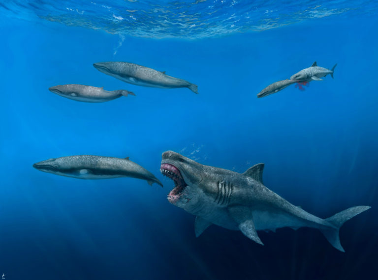 This illustration provided by J. J. Giraldo depicts a 16-meter (52-foot) Otodus megalodon shark predating on an 8-meter (26-foot) Balaenoptera whale in the Pliocene epoch, between 5.4 to 2.4 million years ago. At background right, a 4-meter (13-foot) Carcharodon shark seizes a 2.5-meter (8-foot) juvenile of the whale pod. The giant megalodon shark that roamed the oceans millions of years ago could have devoured a creature the size of a killer whale in just five bites, according to a study published Wednesday, Aug. 17, 2022, in the journal Science Advance