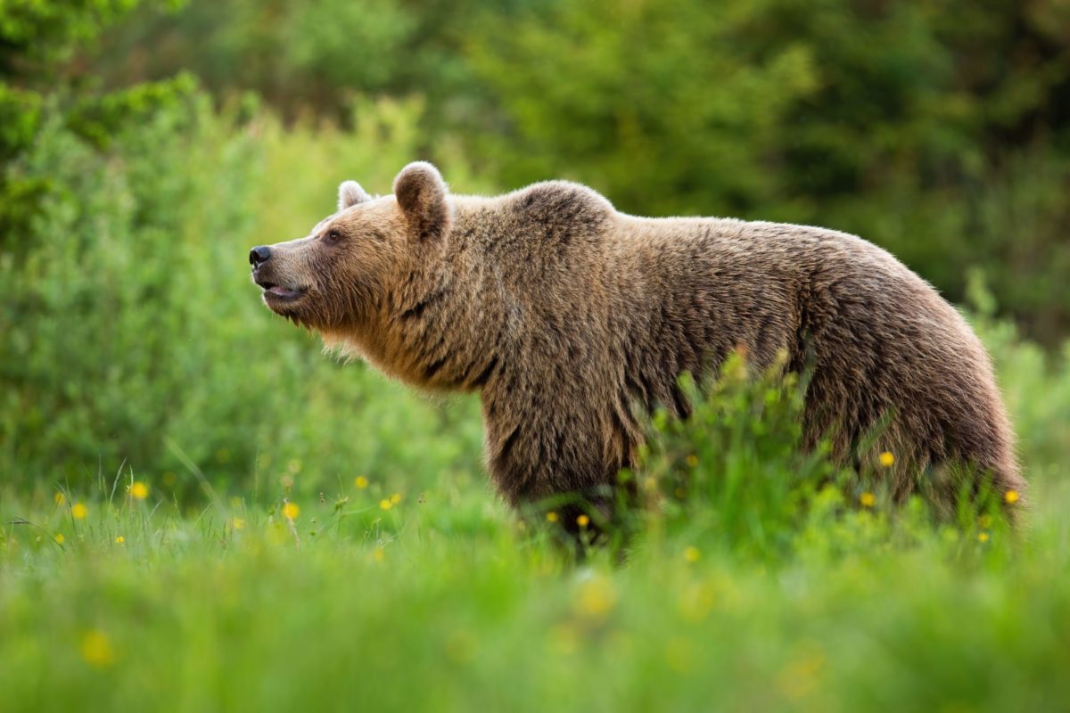 Le ministère de l’Environnement est resté aveugle et sourd, les forestiers demandent à Čaputová de résoudre la situation avec les ours