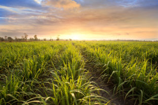 Sugarcane field at sunset. sugarcane is a grass of poaceae family.