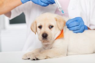Očkovanie domácich zvierat, kedy sa neodporúča a kedy je prospešné