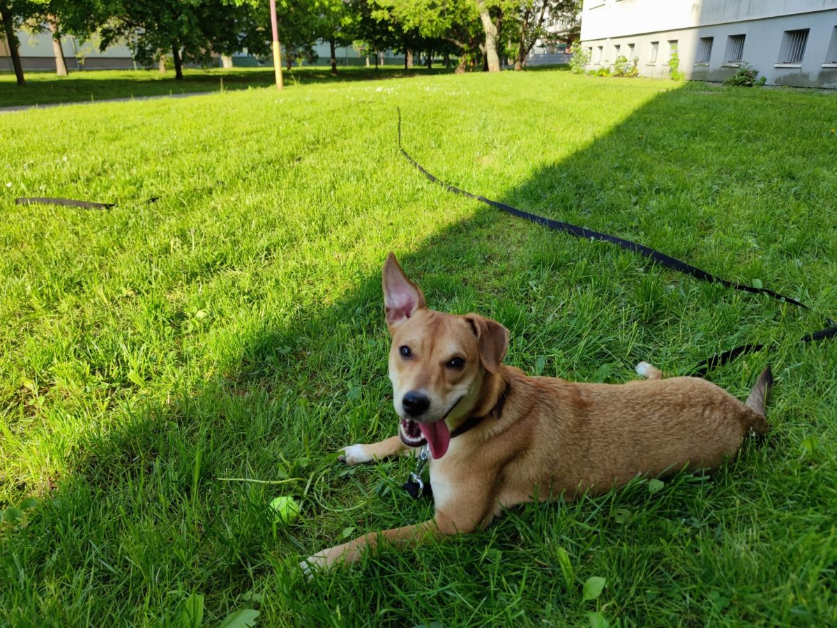 Adoptovany izzy s.jpg
