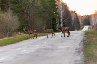 A small family of deer has come out on the road