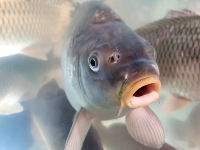 Carp with open mouth in supermarket or store aquarium. Closeup.