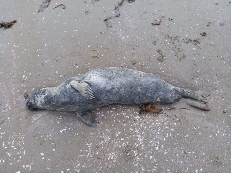 Dead seal