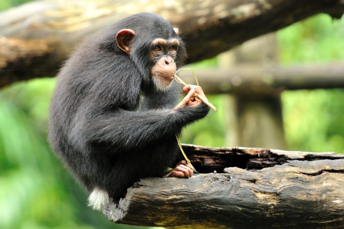 Šimpanz, opica