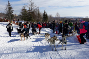 VYSOKÉ TATRY: Snežné psy v Tatranskej Lomnici