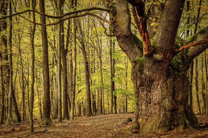 Sedemstoročný Dračí dub z Lozorna