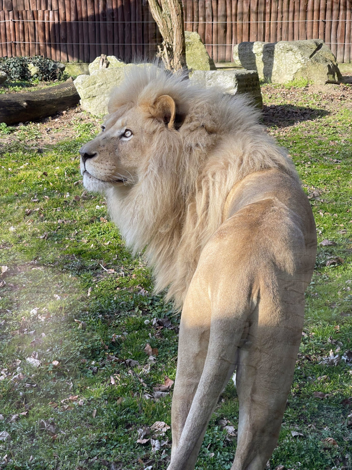 ZOO: Lev Samba už je vo vonkajšom výbehu