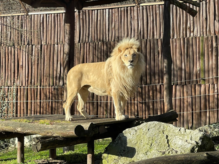 ZOO: Lev Samba už je vo vonkajšom výbehu