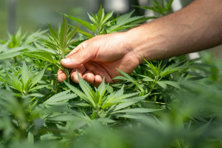Crystalweed cannabis f zxqlioxxg unsplash.jpg