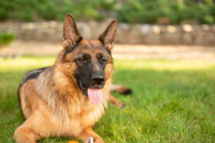 Portrait of a German shepherd. Purebred dog in park.