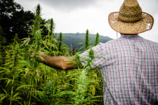 Man harvesting medical marijuana