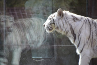 Shilang, biely tiger