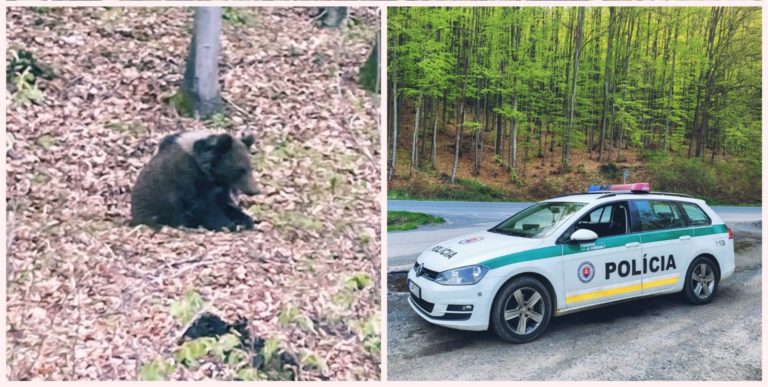 Medveď, Hriňová