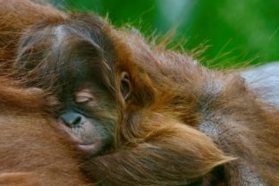 Orangutan sumatriansky