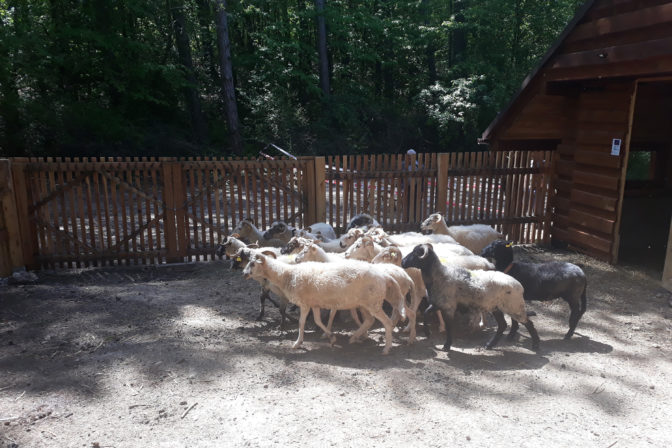 LEVOČA: Do lokality Pažica sa opäť vrátili ovce