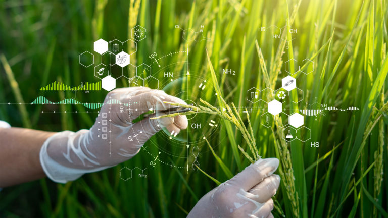 GMO, potravinárstvo