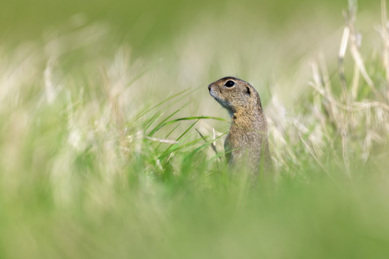 Syseľ pasienkový, Spermophilus citellus