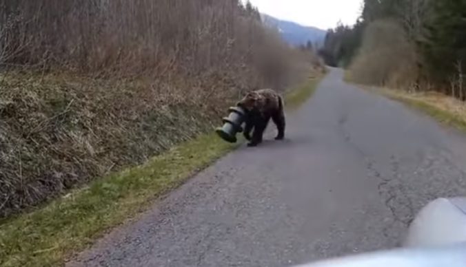 Medveď hnedý s valcom na hlave