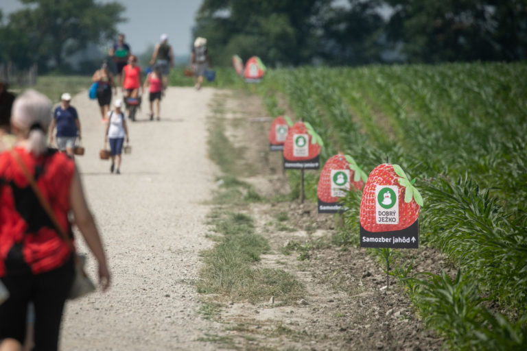AGRO: Samozber jahôd