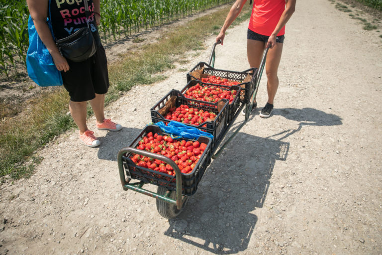 AGRO: Samozber jahôd