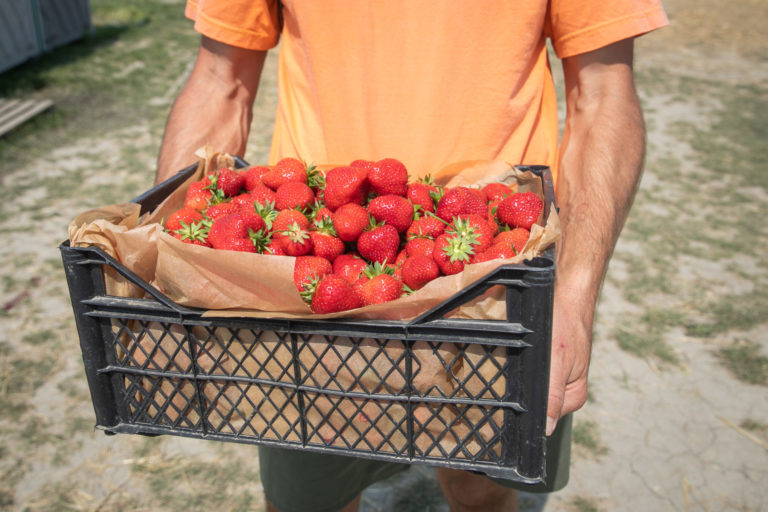 AGRO: Samozber jahôd
