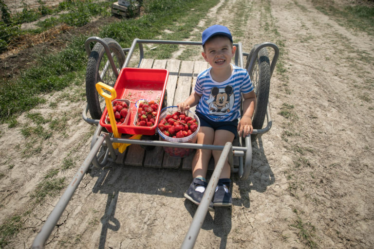 AGRO: Samozber jahôd