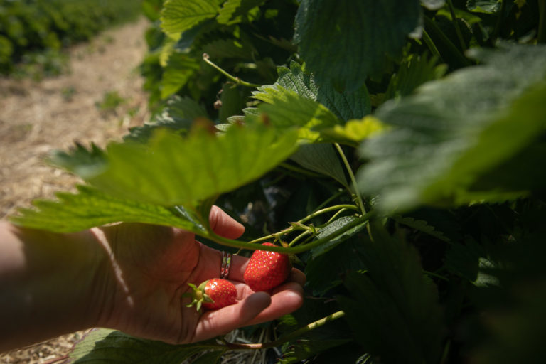AGRO: Samozber jahôd