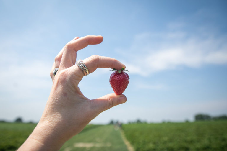 AGRO: Samozber jahôd