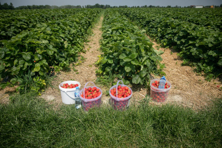AGRO: Samozber jahôd