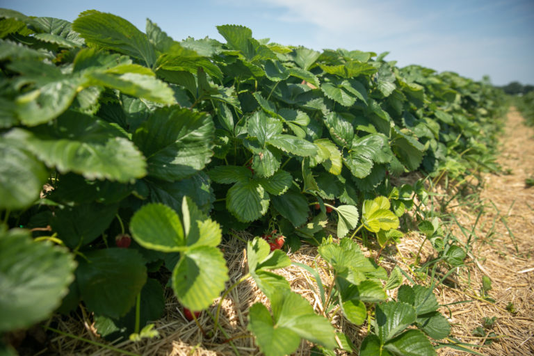 AGRO: Samozber jahôd