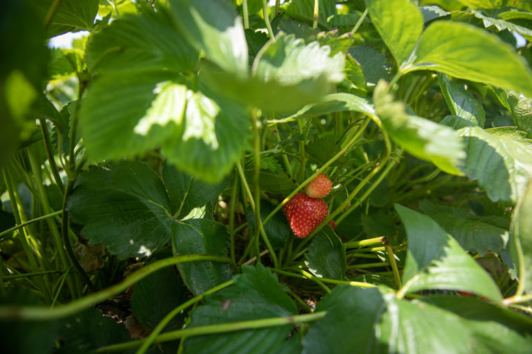 AGRO: Samozber jahôd