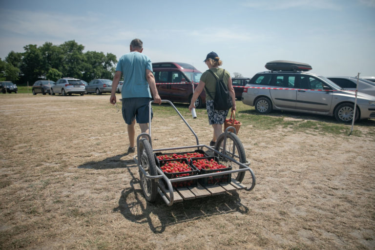 AGRO: Samozber jahôd
